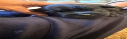 Staffordshire Bull Terrier dogs for sale: Beautiful Black Male Staffordshire Puppies av soon - Advert 6