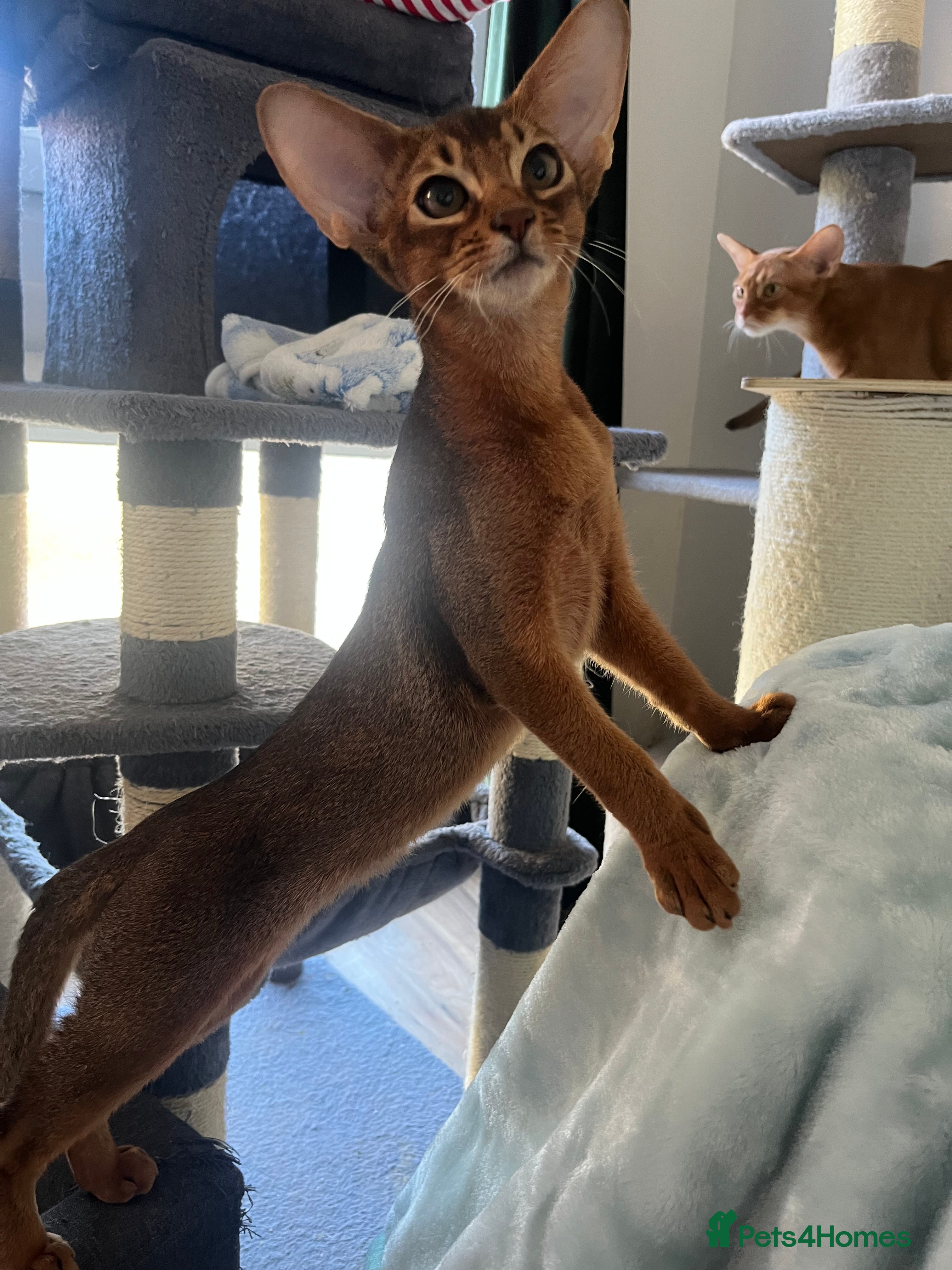 Abyssinian cats Beautiful Abyssinian boys - Advert 1