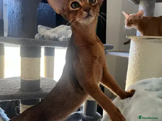 Abyssinian cats Beautiful Abyssinian boys - Advert 9
