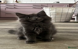 Ragcoon cats for sale: Beautiful ragcoon kittens - Image 12