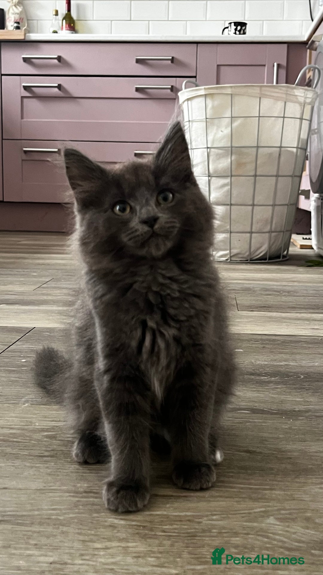 Ragcoon cats for sale: Beautiful ragcoon kittens - Image 12