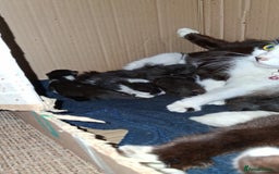 Mixed Breed cats for sale: Kittens - Image 4