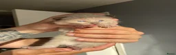 Balinese cats for sale: Balinese boat cross Siamese kittens - Advert 5