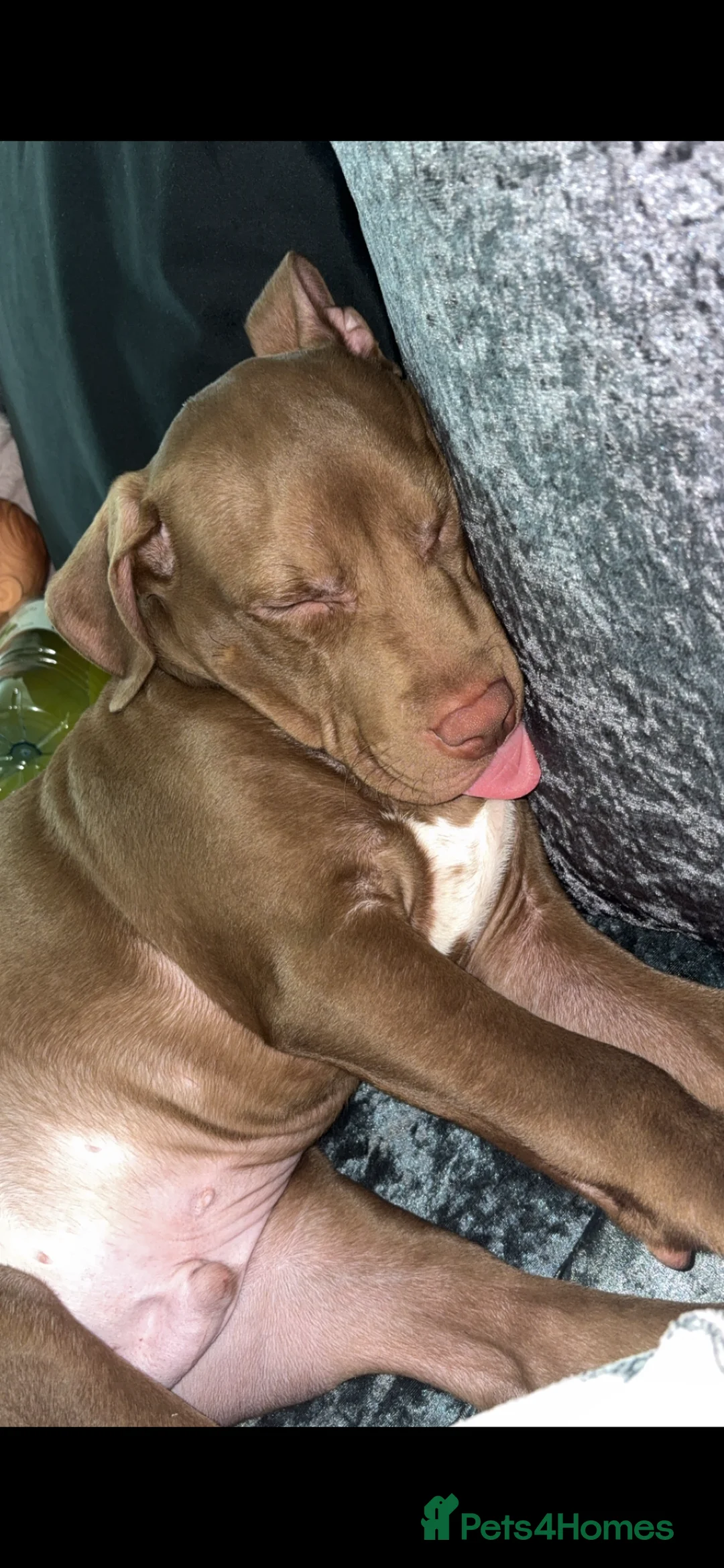 Mixed Breed dogs for sale: 5 month old beautiful boy - Advert 3