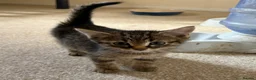 Mixed Breed cats for sale: 2 male tabby kittens urgently need new homes!! - Advert 3