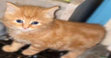 Maine Coon cats We have 5 beautiful friendly Maine coon kittens! - Advert 15