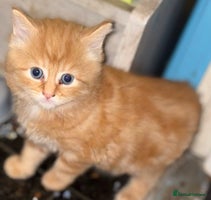 Maine Coon cats We have 5 beautiful friendly Maine coon kittens! - Advert 12