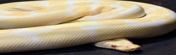 Python Snake reptiles for sale: Albino Royal python for sale in Dundee - Advert 2