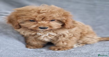 Cavapoochon dogs - Advert 14