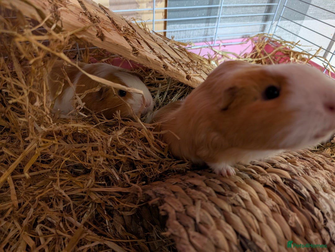 Guinea Pig rodents for sale: 2 Female guinea pigs for rehoming - Image 4