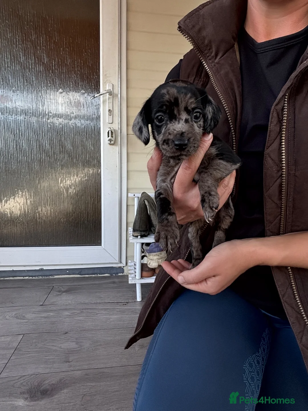 Mixed Breed dogs for sale: Surprise litter great family / working dogs in Swanley - Advert 8