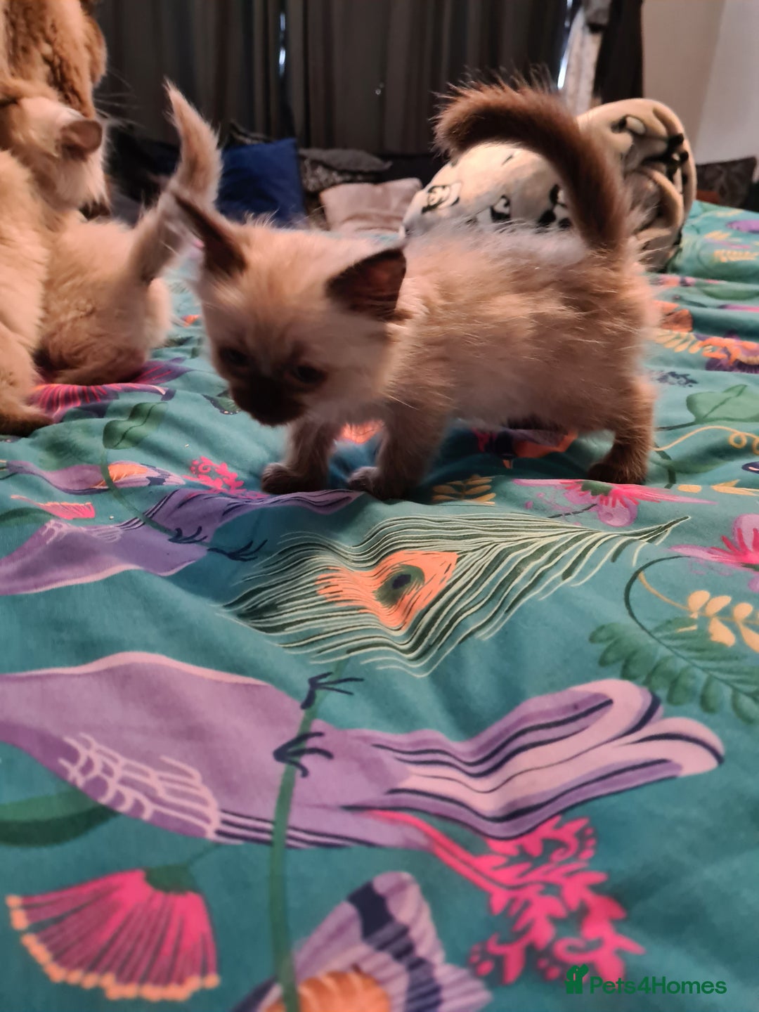 Ragdoll cats for sale: Pure ragdolls kittens  - Image 3