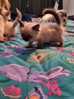 Ragdoll cats - Advert 4