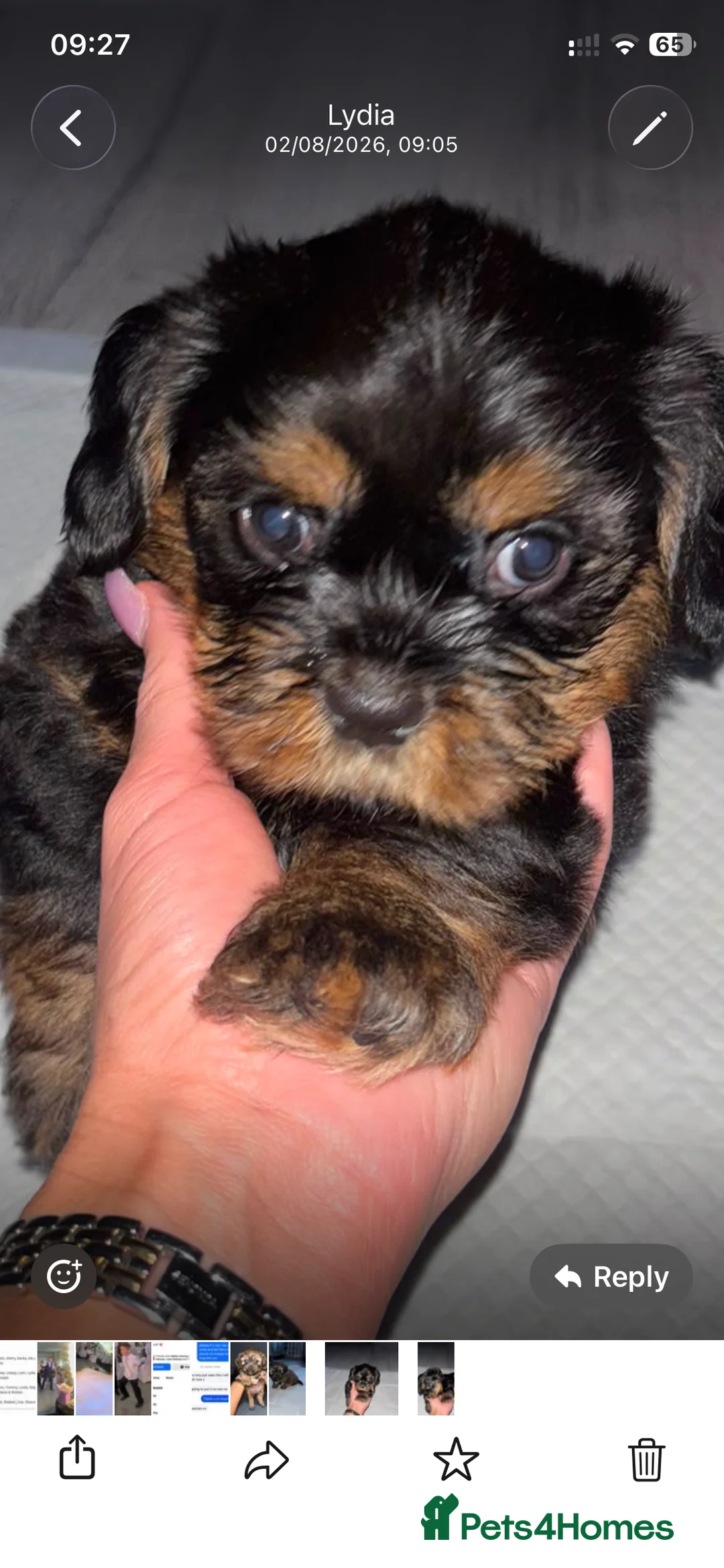 Mixed Breed dogs for sale: 3 absolutely stunning schweenie puppies  - Advert 4