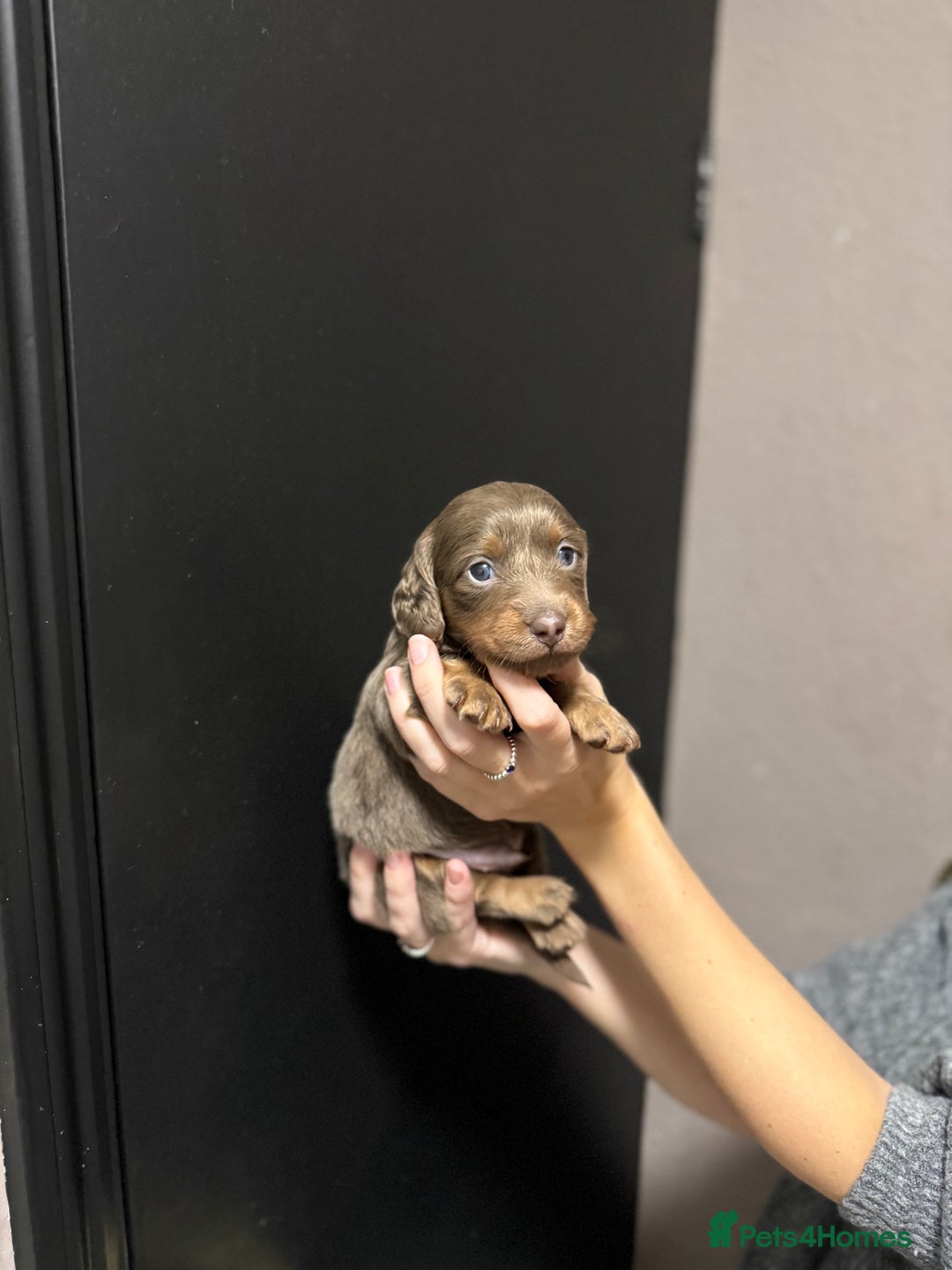 Miniature Dachshund dogs for sale: !!Beautiful Mini Dachshunds!! - Advert 8