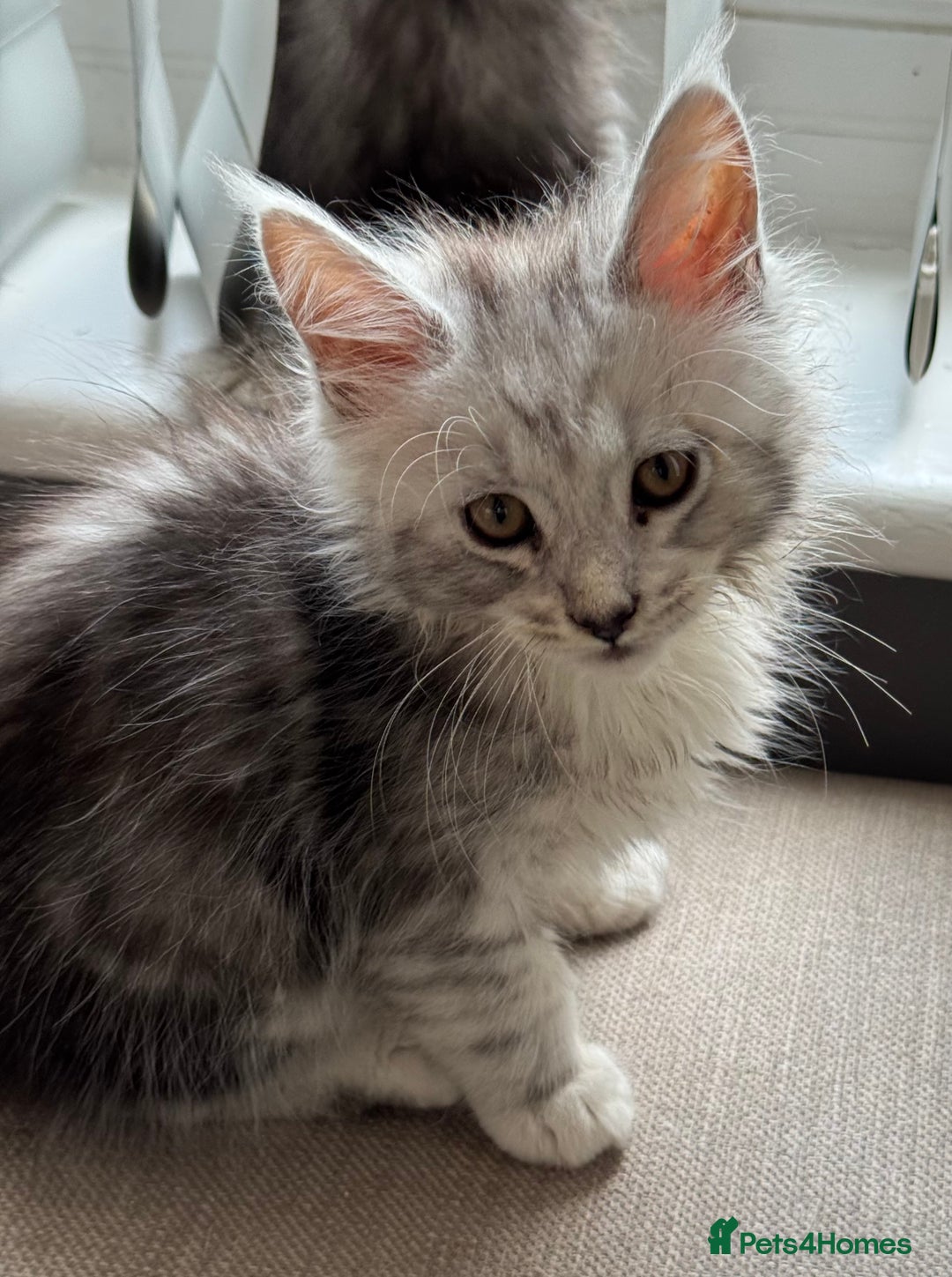 Maine Coon cats for sale: BEAUTIFUL PURE BREED MAINE COON KITTENS  - Image 5
