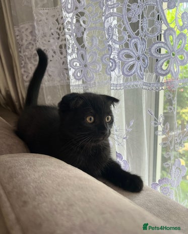 Scottish Fold cats - Advert 2