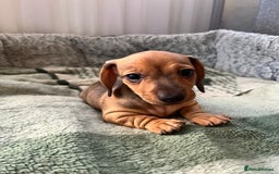 Dachshund dogs for sale: Mini miniature Dachshund  - Image 10