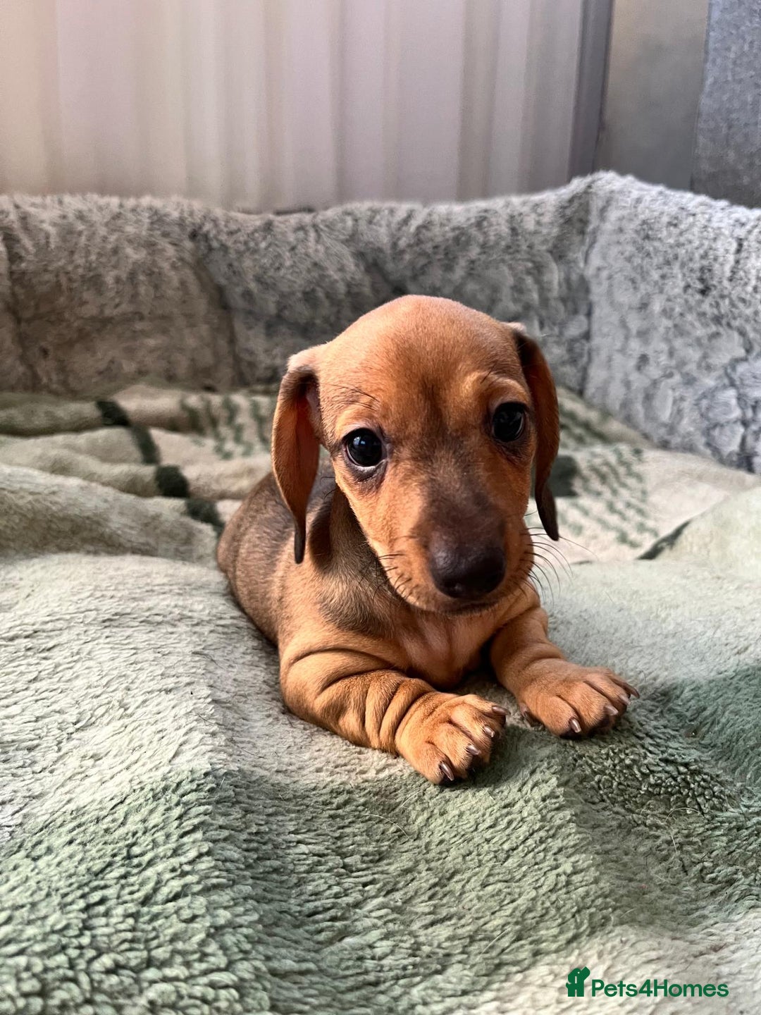 Dachshund dogs for sale: Mini miniature Dachshund  - Image 10