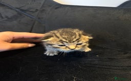 British Shorthair cats for sale: BRITISH SHORT HAIR KITTENS FOR SALE - Image 9