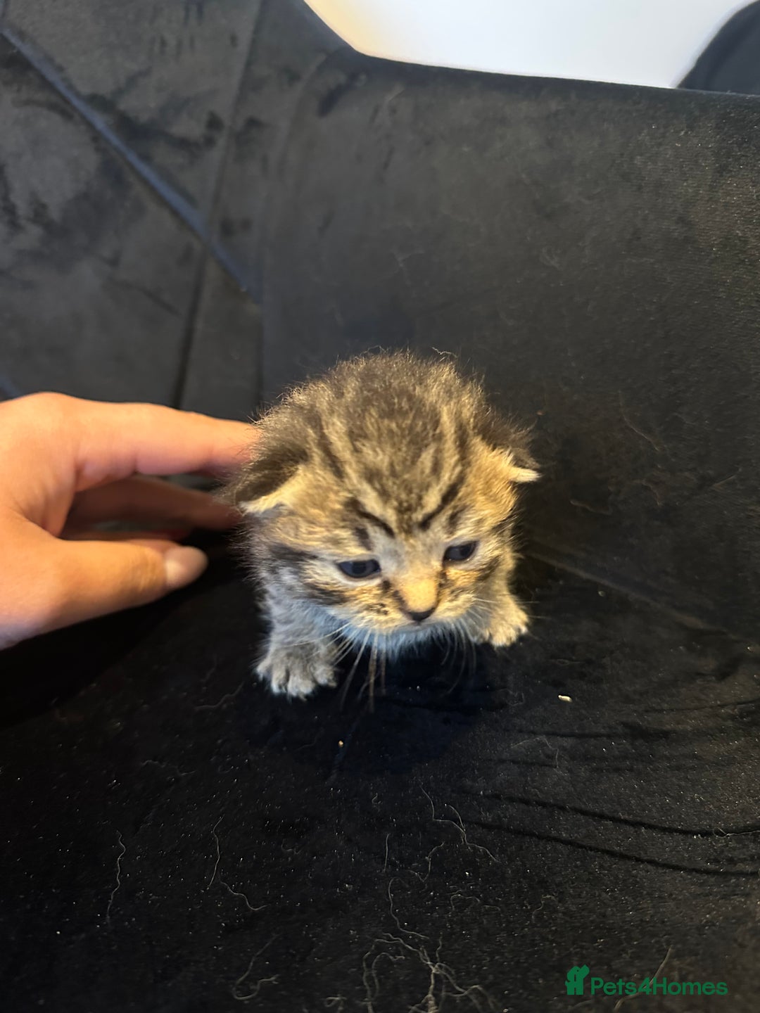 British Shorthair cats for sale: BRITISH SHORT HAIR KITTENS FOR SALE - Image 9