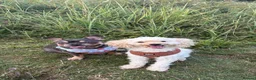 Miniature Poodle dogs for sale: Miniature poodle  - Advert 5
