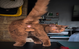 British Shorthair cats for stud: 💦CINNAMON BSH❣️GCCF & TICA active💙STUD 🩸Blood B - Image 15