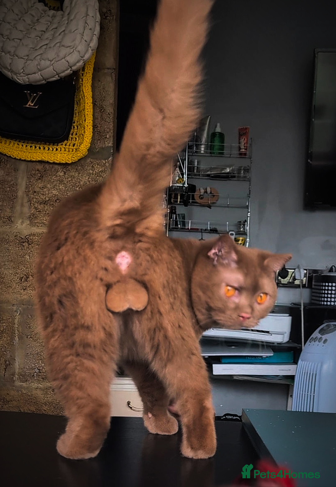 British Shorthair cats for stud: 💦CINNAMON BSH❣️GCCF & TICA active💙STUD 🩸Blood B - Image 15