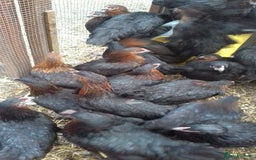 Chickens poultry for sale: Black copper marans hybrid pullets  - Image 3