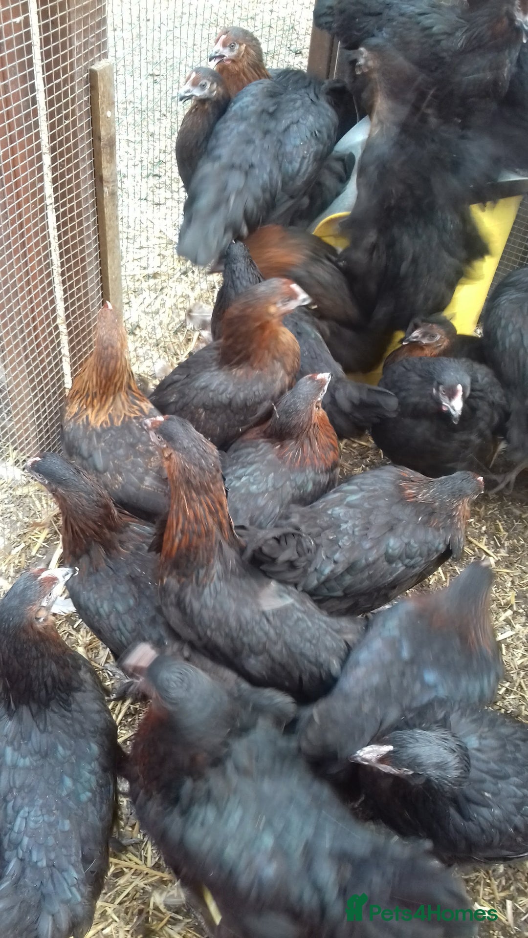 Chickens poultry for sale: Black copper marans hybrid pullets  - Image 3