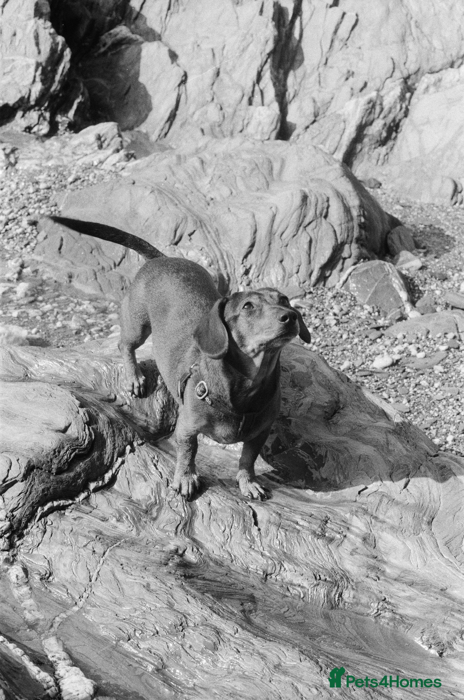 Miniature Dachshund dogs Picasso (Available for Stud) - Advert 4