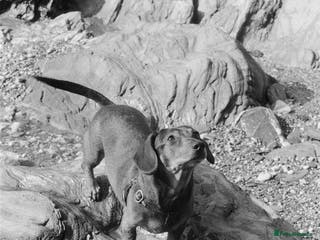 Miniature Dachshund dogs Picasso (Available for Stud) - Advert 3