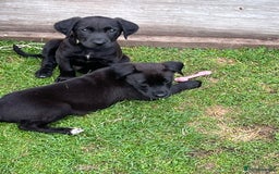 Mixed Breed dogs for sale: Labrador cross lurcher (lurcherdors) in Northallerton - Image 15