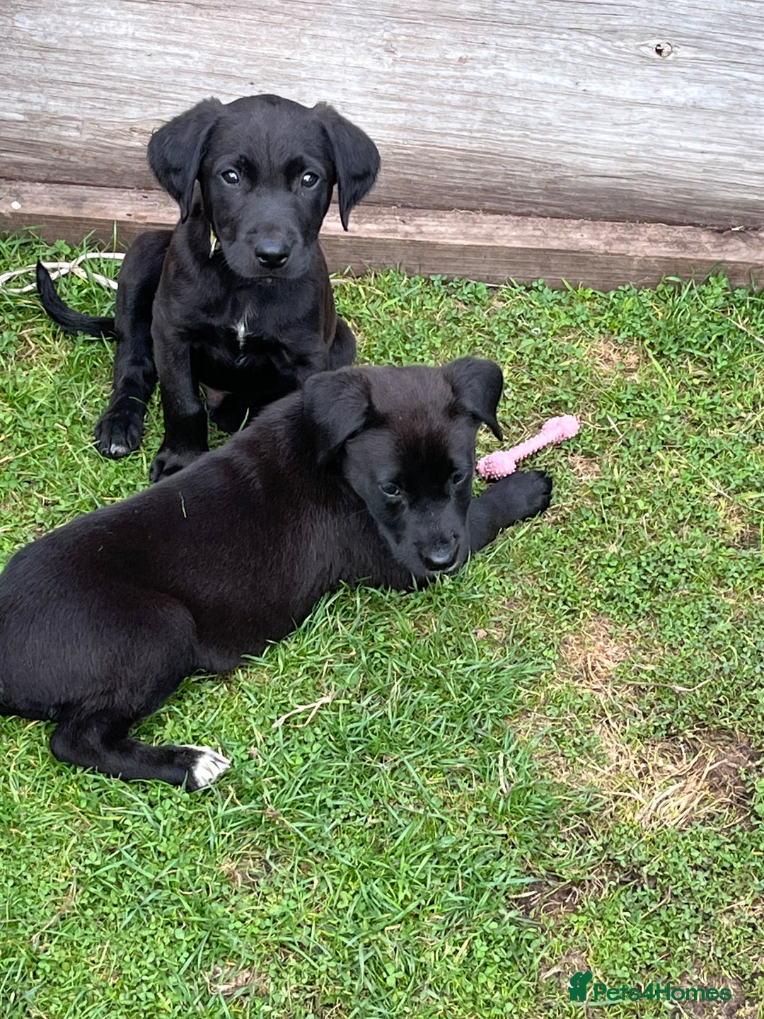 Mixed Breed dogs for sale: Labrador cross lurcher (lurcherdors) in Northallerton - Image 15