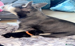 French Bulldog dogs for sale: 🐾 adorable French bulldog puppies for sale 🐾 - Image 12