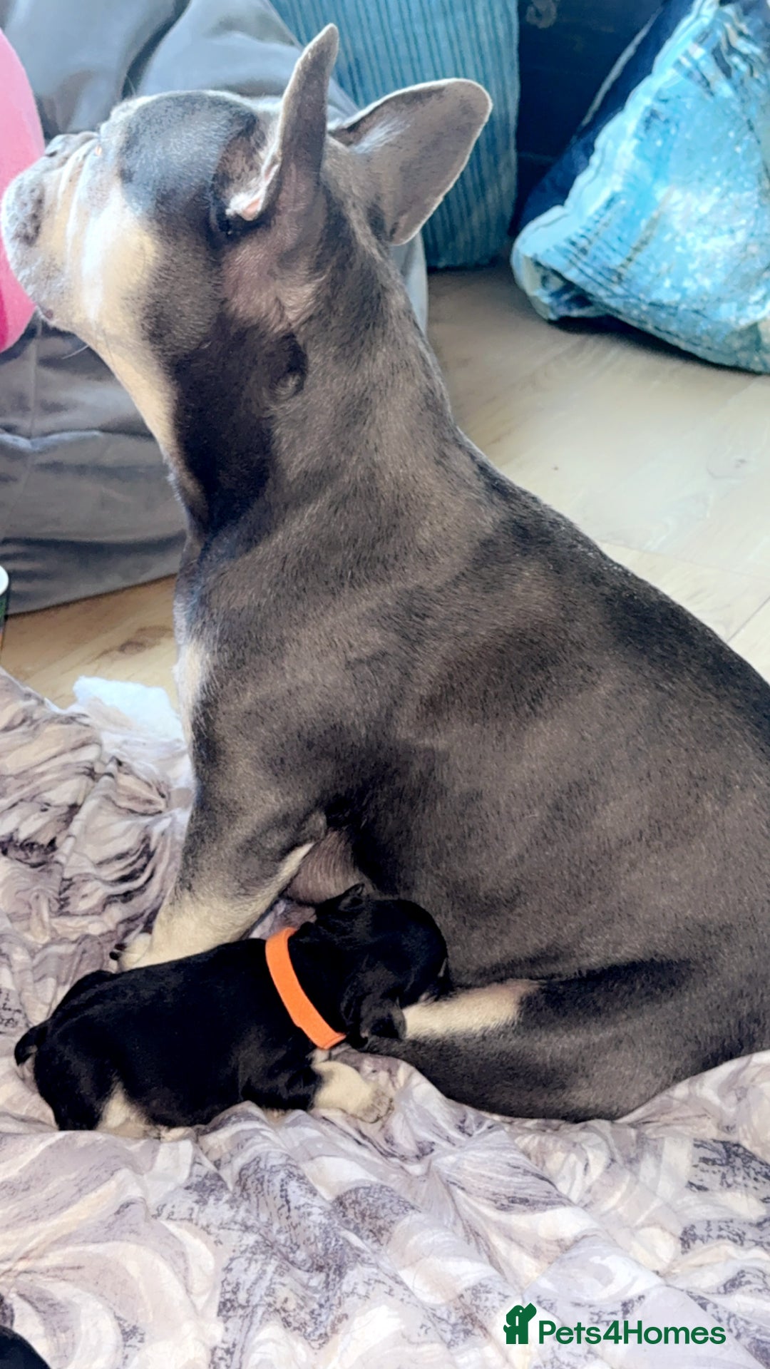 French Bulldog dogs for sale: 🐾 adorable French bulldog puppies for sale 🐾 - Image 12