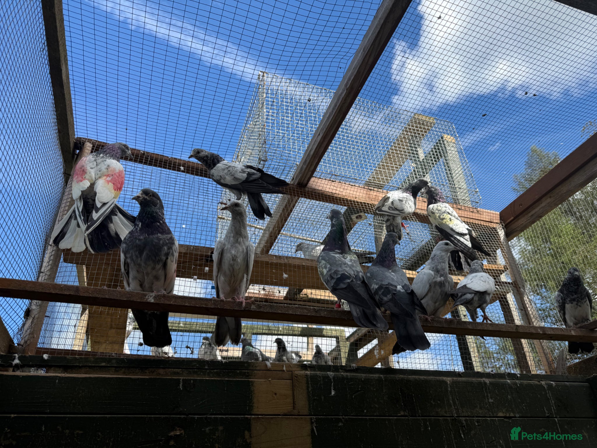 Pigeons birds Pakistani high flyers for sale  - Advert 4