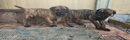 Great Dane dogs for sale: ONLY 3 GIRLS LEFT -BRINDLE GREAT DANES - Advert 4