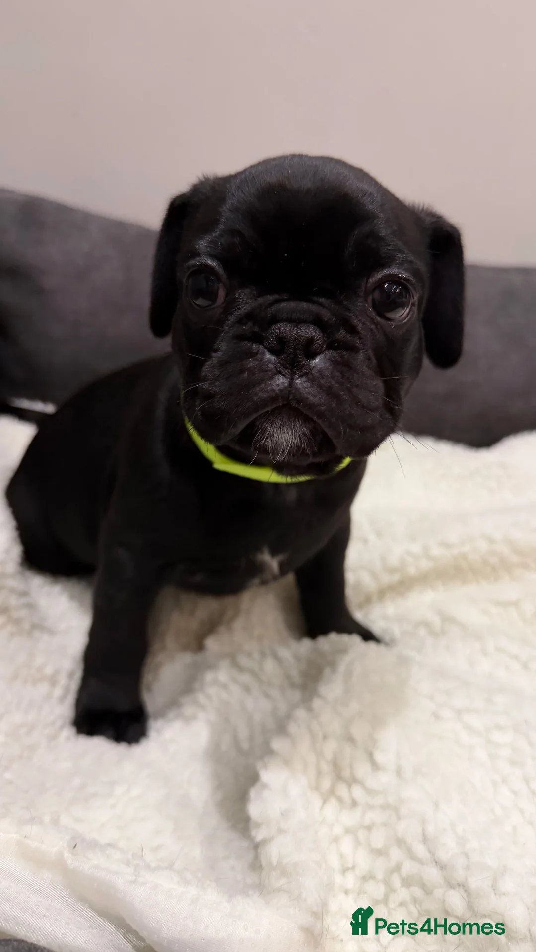 Frug dogs for sale: Beautiful Frug Puppies - Advert 11