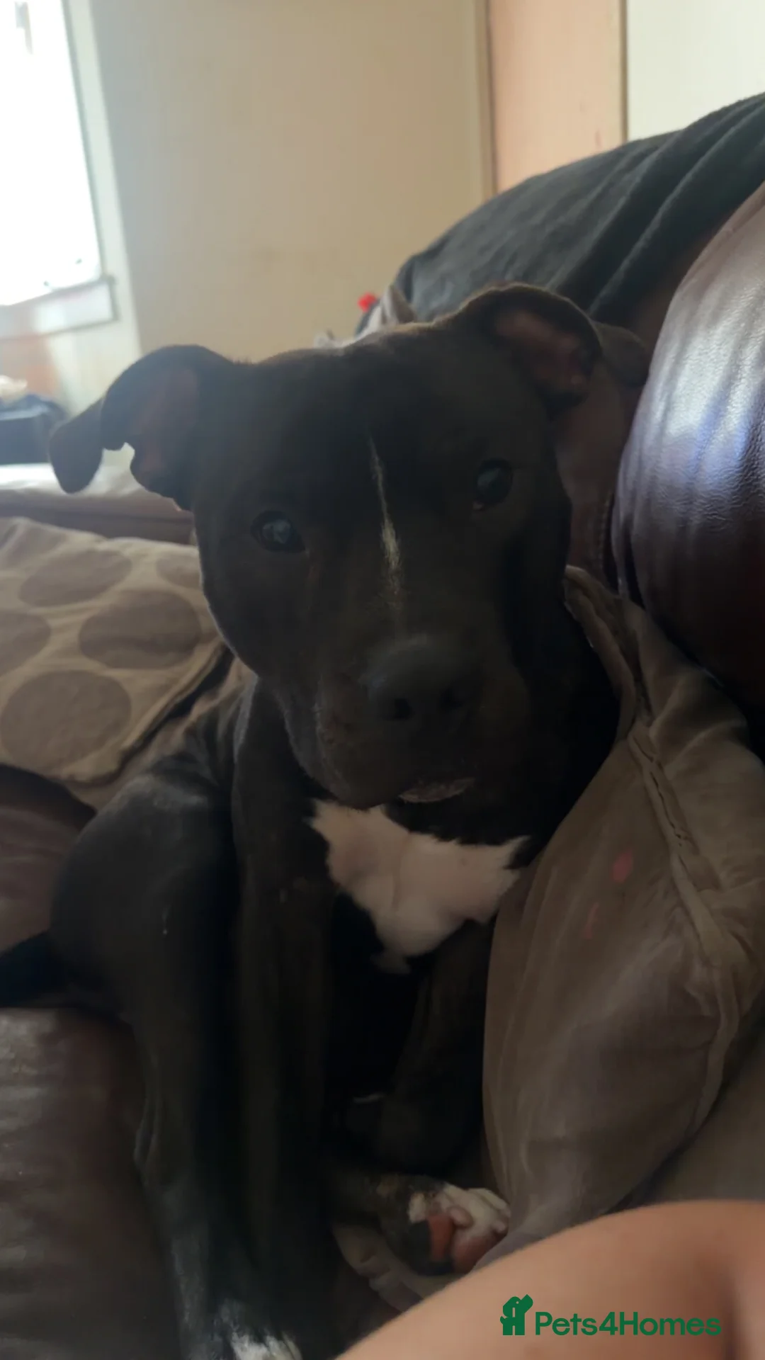 Mixed Breed dogs for sale: Staffy for sale  - Advert 2