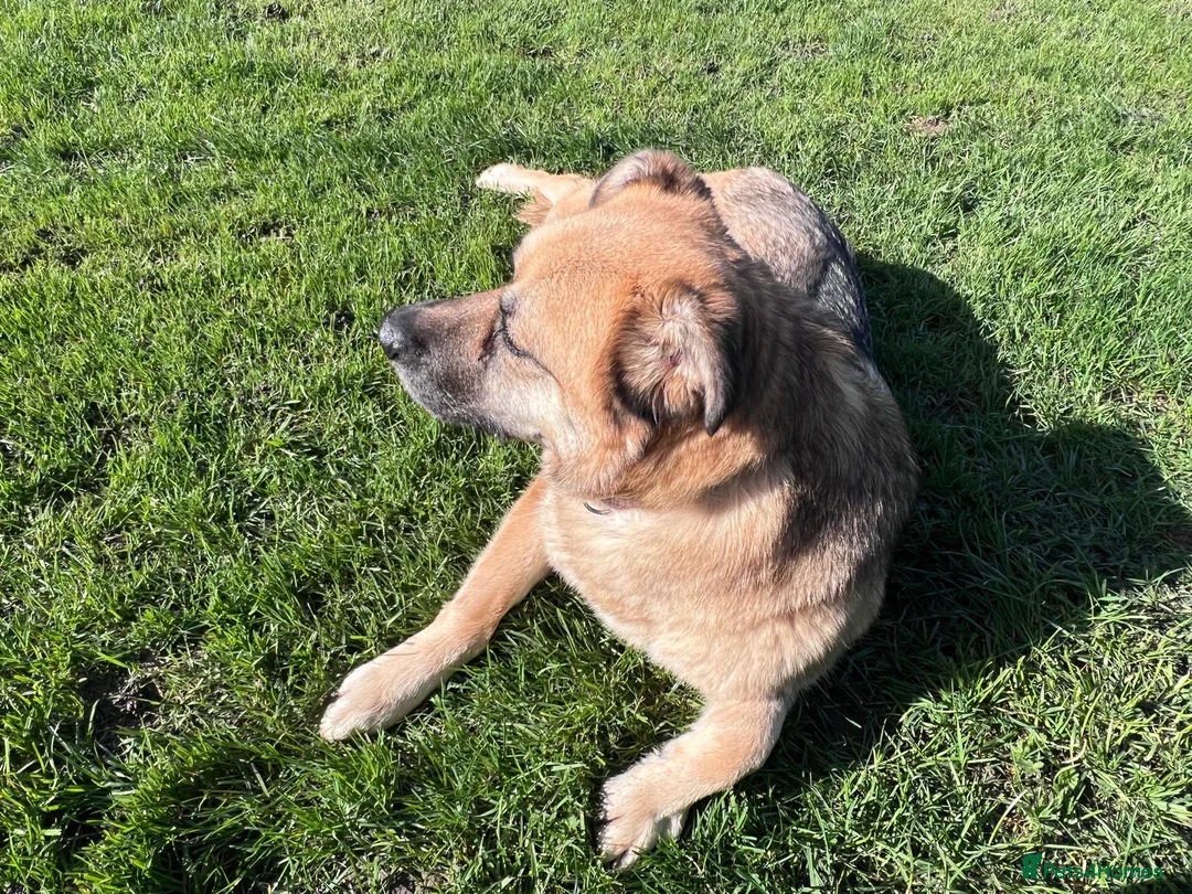 German Shepherd dogs for adoption: Molly 3.5 years friendly girl - Advert 6