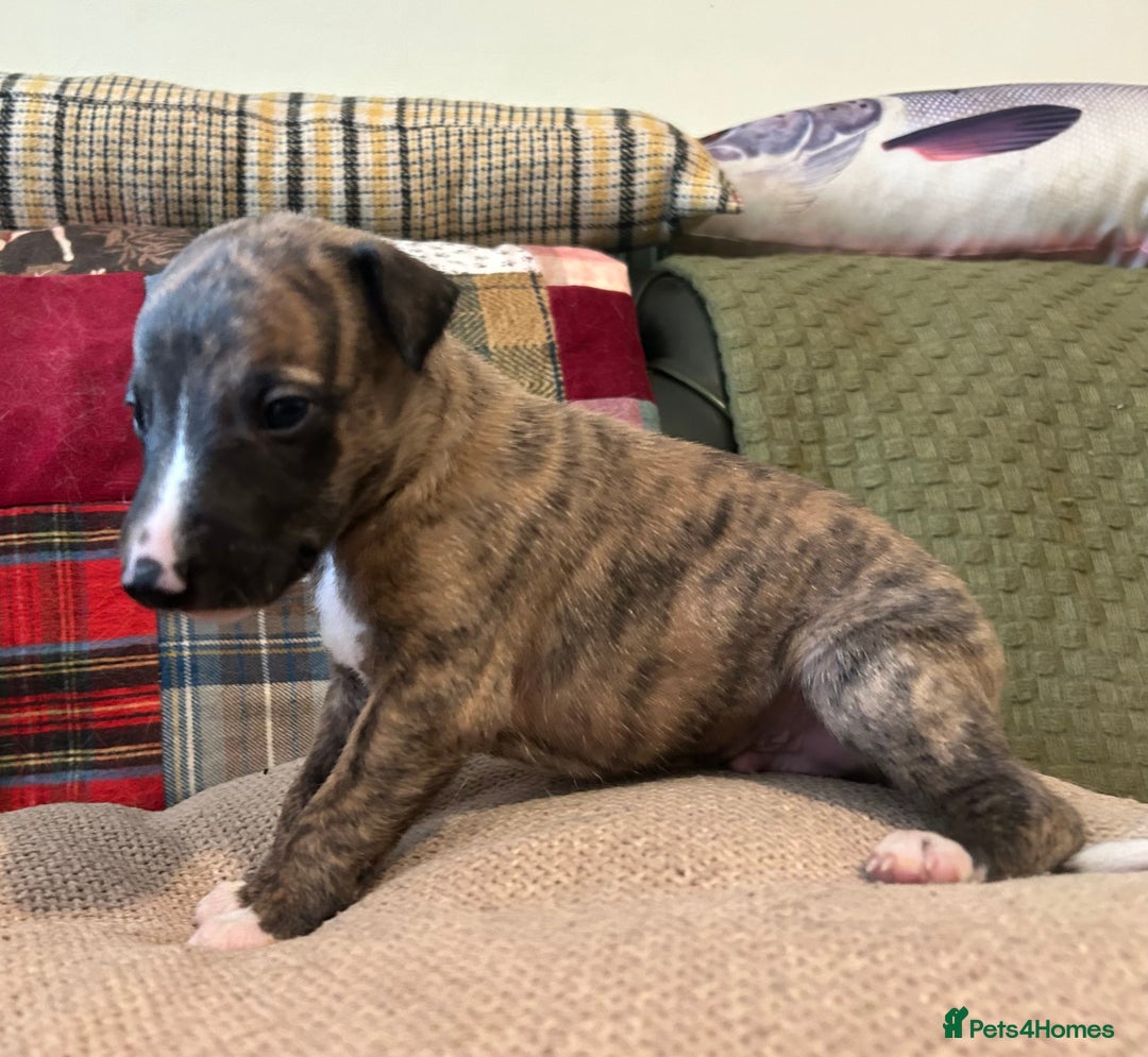 Whippet dogs for sale: Whippet Pups  - Image 9
