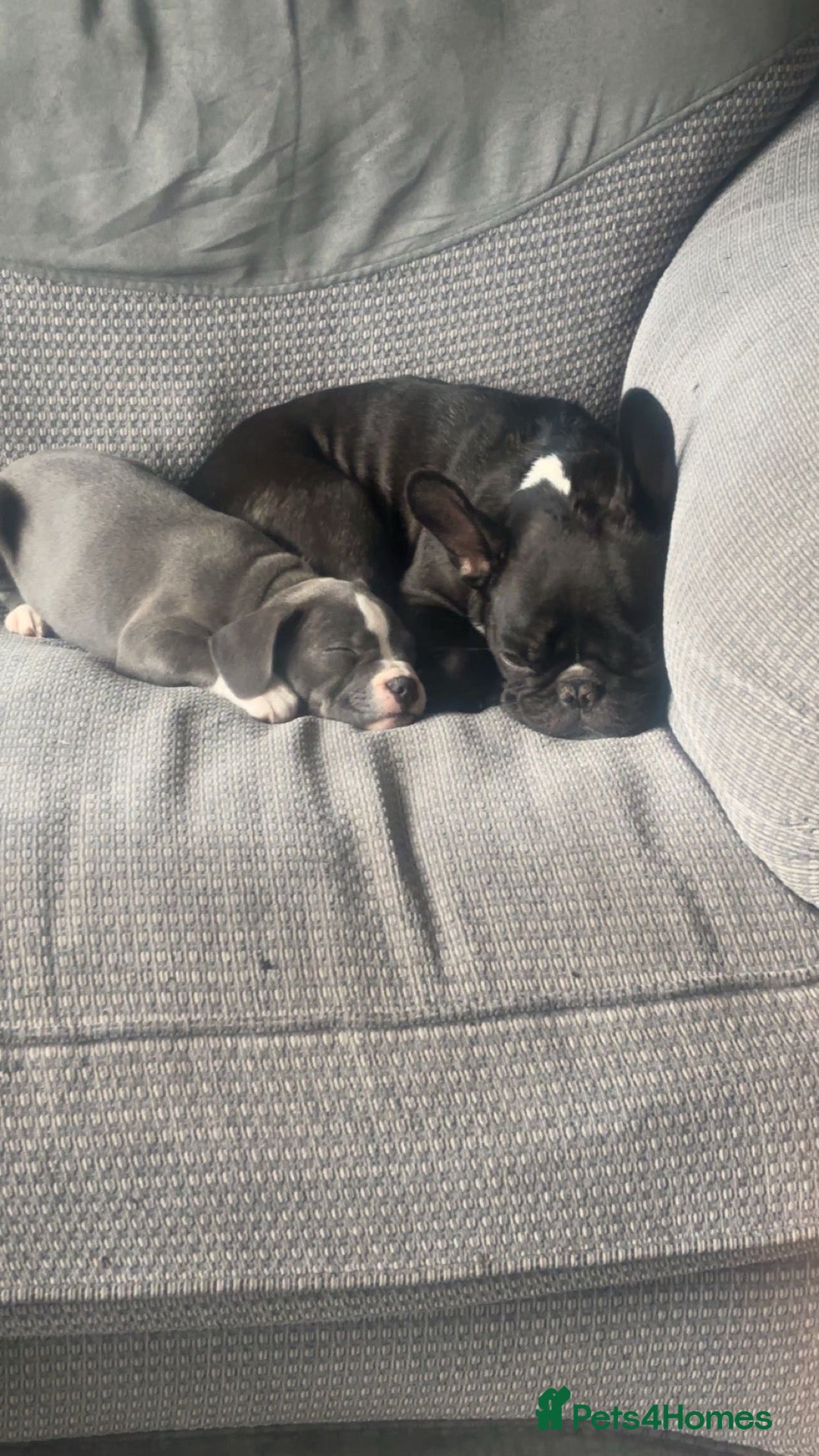 Mixed Breed dogs Beautiful Fraffy Puppies - Advert 2