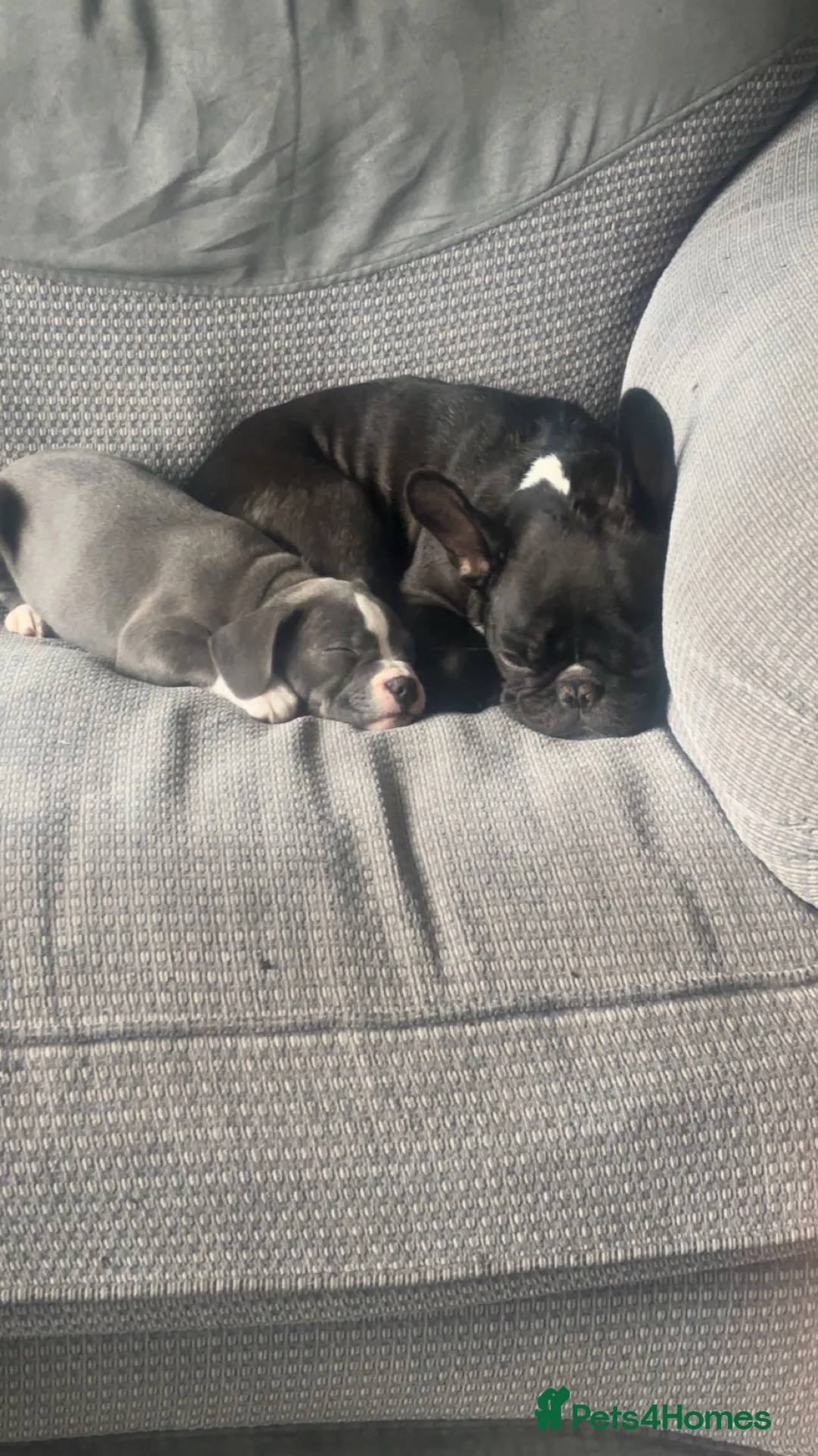 Mixed Breed dogs for sale: Beautiful Fraffy Puppies - Advert 1