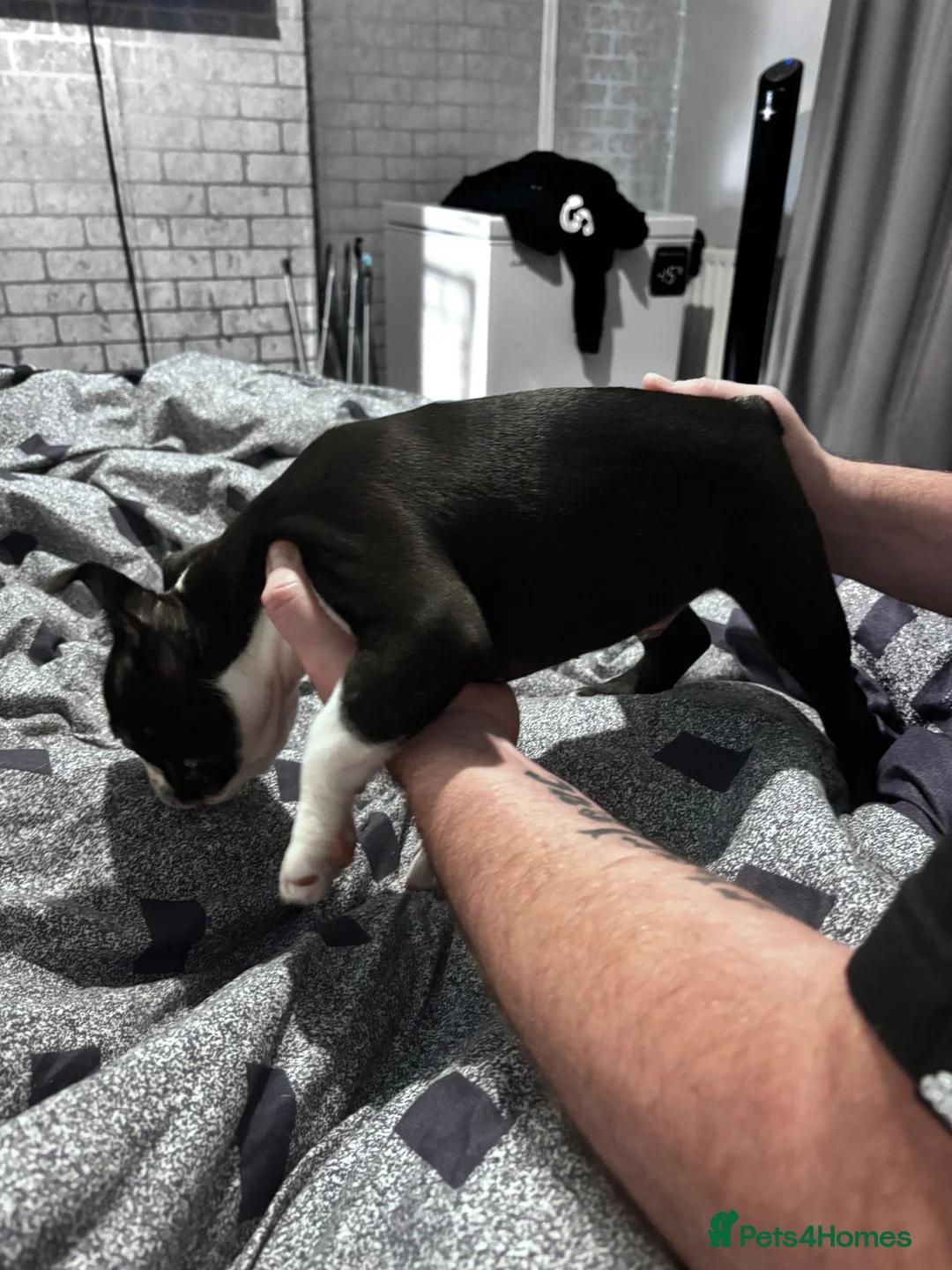 Boston Terrier dogs for sale: Boston terrier  - Advert 5