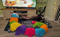 Greyhound dogs for sale: Male Greyhound for sale - Image 8