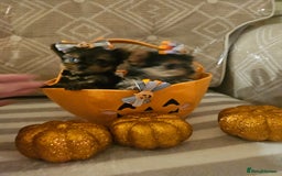 Yorkshire Terrier dogs for sale: Yorkshire terrier puppies  - Image 16