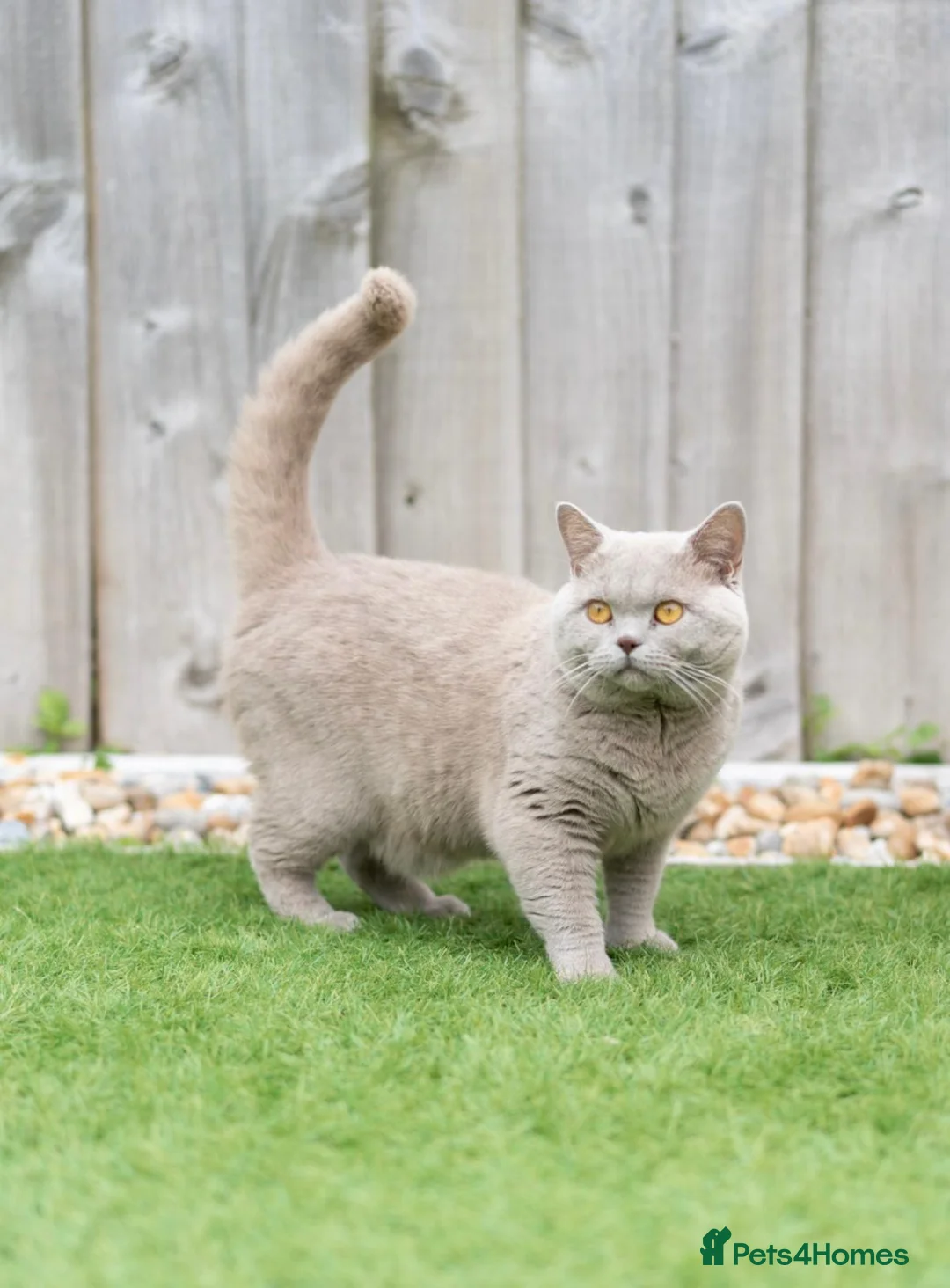British Shorthair cats for stud: British Shorthair lilac stud - Advert 3