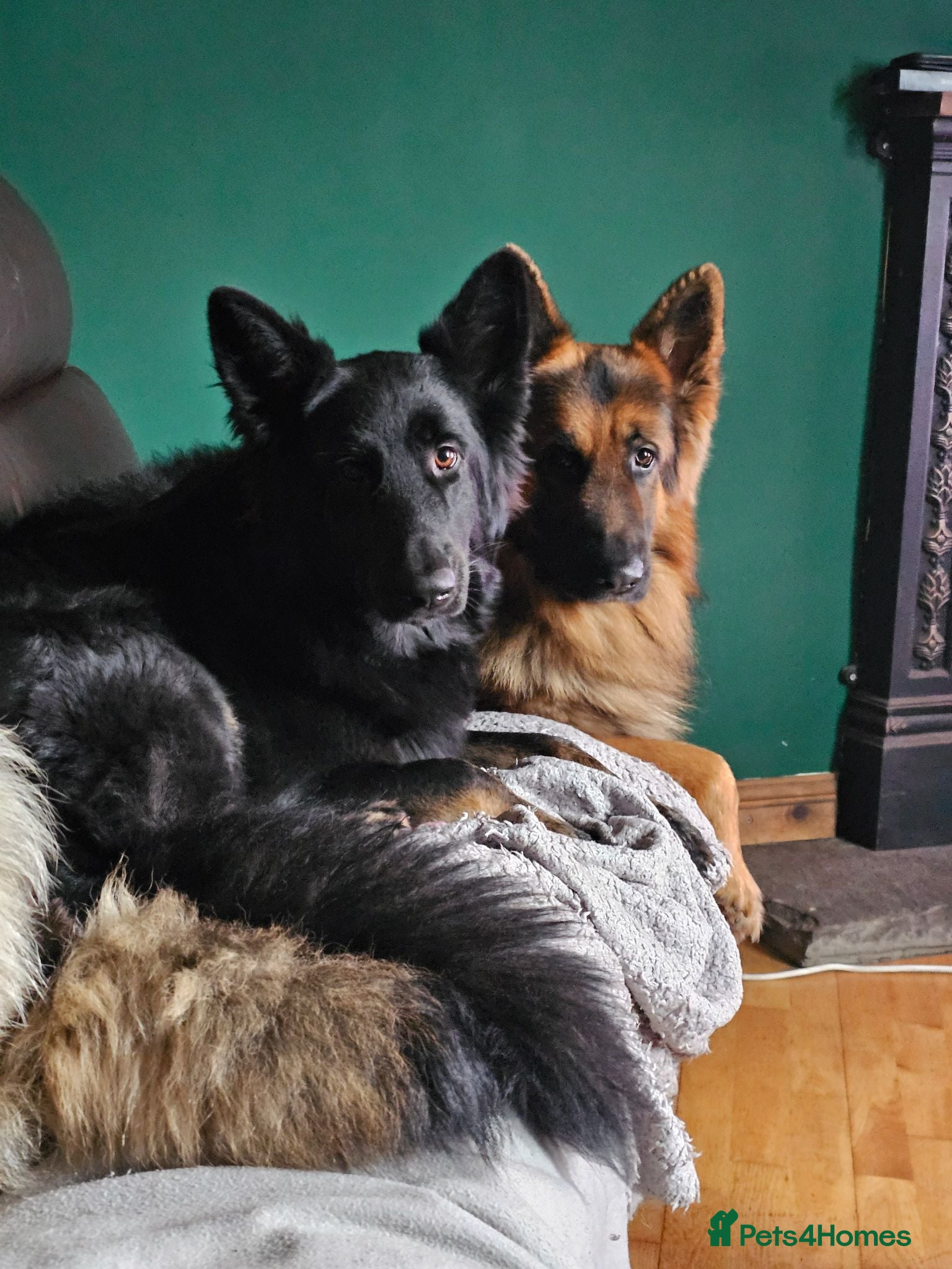 German Shepherd dogs A Healthy litter of 7 GSD Puppies - Advert 1