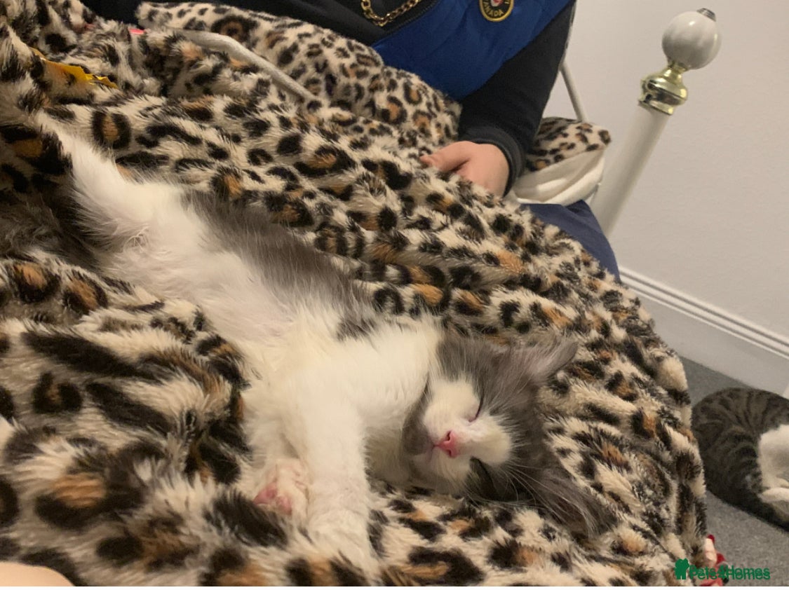 Mixed Breed cats Lovable baby kittens loving for there forever - Advert 5